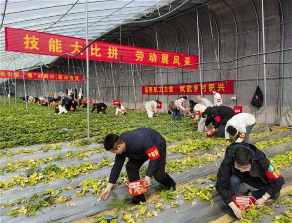 采摘競(jìng)技展風(fēng)采！產(chǎn)發(fā)集團(tuán)參加工會(huì)助力鄉(xiāng)村振興“十大行動(dòng)”工友創(chuàng)業(yè)園勞動(dòng)競(jìng)賽
